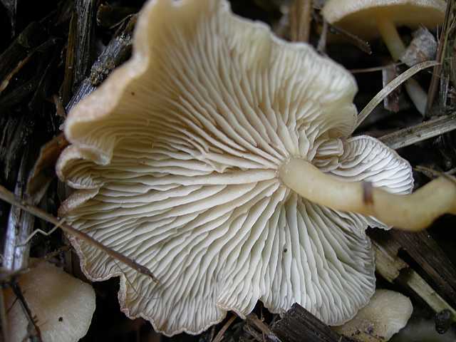 Siccita''
